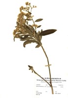 藏品(艾納香)的圖片